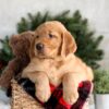 Image of Falcon, a Golden Retriever puppy