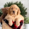 Image of Falcon, a Golden Retriever puppy