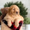 Image of Falcon, a Golden Retriever puppy