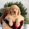 Image of Falcon, a Golden Retriever puppy