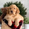 Image of Falcon, a Golden Retriever puppy