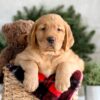 Image of Falcon, a Golden Retriever puppy