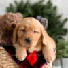 Image of Fawn, a Golden Retriever puppy