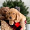 Image of Fawn, a Golden Retriever puppy