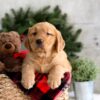 Image of Fawn, a Golden Retriever puppy