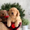 Image of Fawn, a Golden Retriever puppy