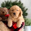 Image of Fawn, a Golden Retriever puppy