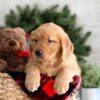 Image of Fawn, a Golden Retriever puppy