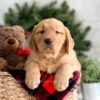 Image of Fawn, a Golden Retriever puppy