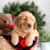 Image of Fawn, a Golden Retriever puppy