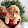 Image of Fawn, a Golden Retriever puppy