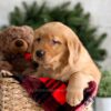 Image of Fawn, a Golden Retriever puppy