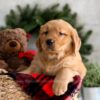 Image of Fawn, a Golden Retriever puppy