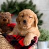 Image of Fawn, a Golden Retriever puppy