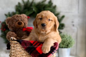 Image of Fawn, a Golden Retriever puppy