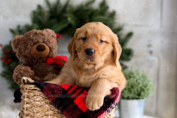 Image of Fawn, a Golden Retriever puppy