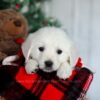 Image of Fern, a Golden Retriever puppy