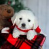 Image of Fern, a Golden Retriever puppy