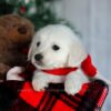 Image of Fern, a Golden Retriever puppy