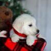 Image of Fern, a Golden Retriever puppy