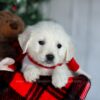 Image of Fern, a Golden Retriever puppy