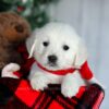 Image of Fern, a Golden Retriever puppy