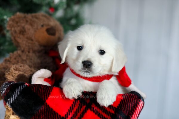 Image of Fern, a Golden Retriever puppy