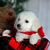 Image of Fern, a Golden Retriever puppy