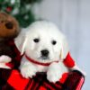 Image of Fern, a Golden Retriever puppy