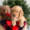 Image of Fifi, a Golden Retriever puppy