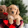 Image of Fifi, a Golden Retriever puppy