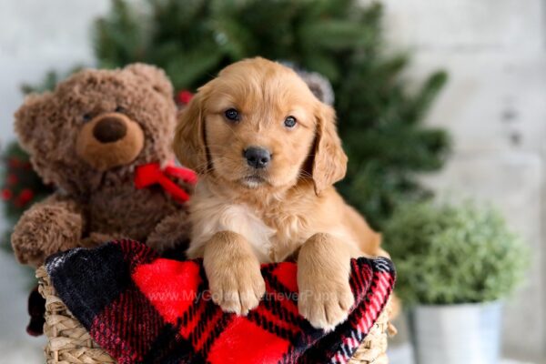 Image of Fifi, a Golden Retriever puppy