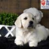 Image of Finn, a Golden Retriever puppy