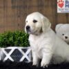 Image of Finn, a Golden Retriever puppy