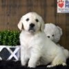 Image of Finn, a Golden Retriever puppy