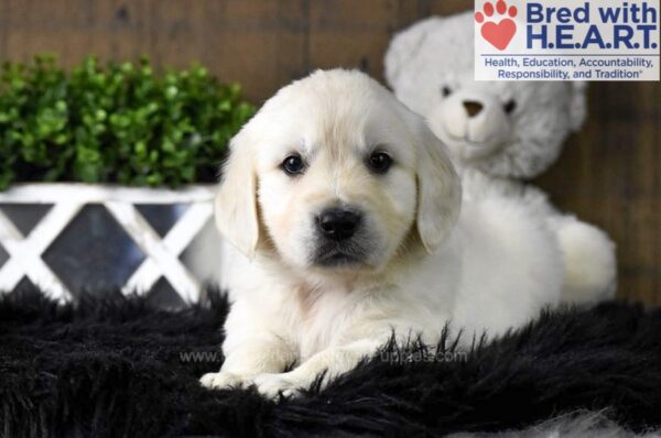 Image of Finn, a Golden Retriever puppy