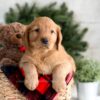 Image of Flora, a Golden Retriever puppy