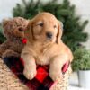 Image of Flora, a Golden Retriever puppy