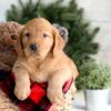 Image of Flora, a Golden Retriever puppy