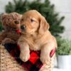 Image of Flora, a Golden Retriever puppy