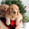 Image of Flora, a Golden Retriever puppy