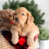 Image of Flora, a Golden Retriever puppy