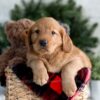 Image of Flora, a Golden Retriever puppy