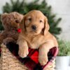 Image of Flora, a Golden Retriever puppy