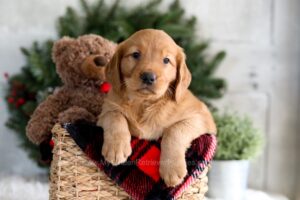 Image of Flora, a Golden Retriever puppy