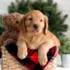 Image of Flora, a Golden Retriever puppy