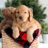 Image of Flora, a Golden Retriever puppy