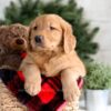 Image of Frost, a Golden Retriever puppy