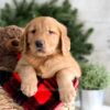 Image of Frost, a Golden Retriever puppy