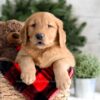 Image of Frost, a Golden Retriever puppy